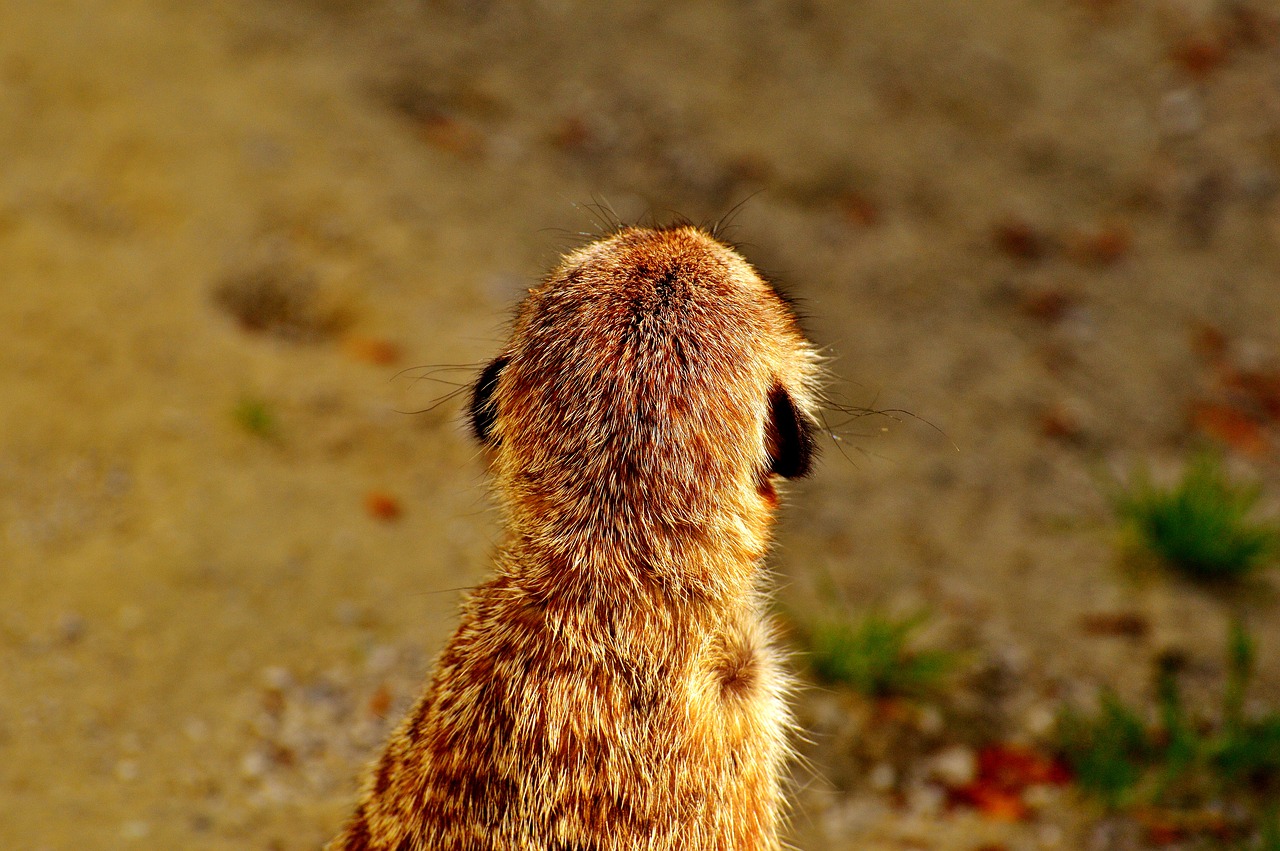 Meerkat, Mielas, Įdomu, Gyvūnas, Gamta, Žinduolis, Laukinės Gamtos Fotografija, Zoologijos Sodas, Portretas, Saldus