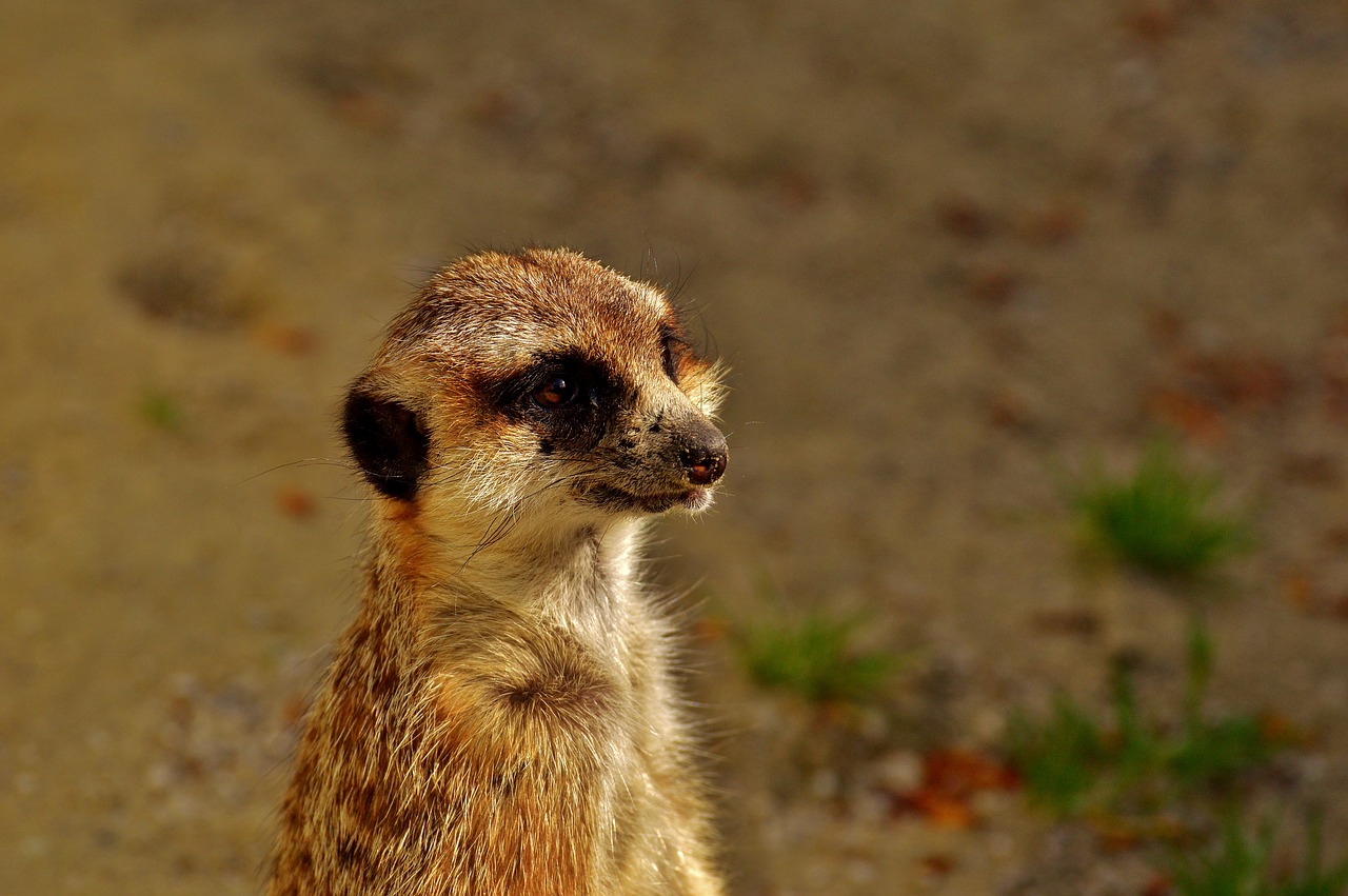 Meerkat, Mielas, Įdomu, Gyvūnas, Gamta, Žinduolis, Laukinės Gamtos Fotografija, Zoologijos Sodas, Portretas, Saldus