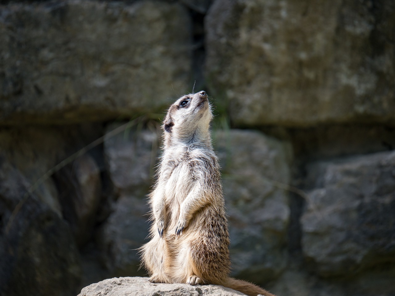 Meerkat, Gyvūnai, Zoologijos Sodas, Tiergarten, Nemokamos Nuotraukos,  Nemokama Licenzija