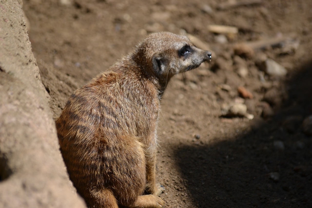 Meerkat, Gamta, Gyvūnas, Zoologijos Sodas, Afrika, Uždaryti, Nemokamos Nuotraukos,  Nemokama Licenzija