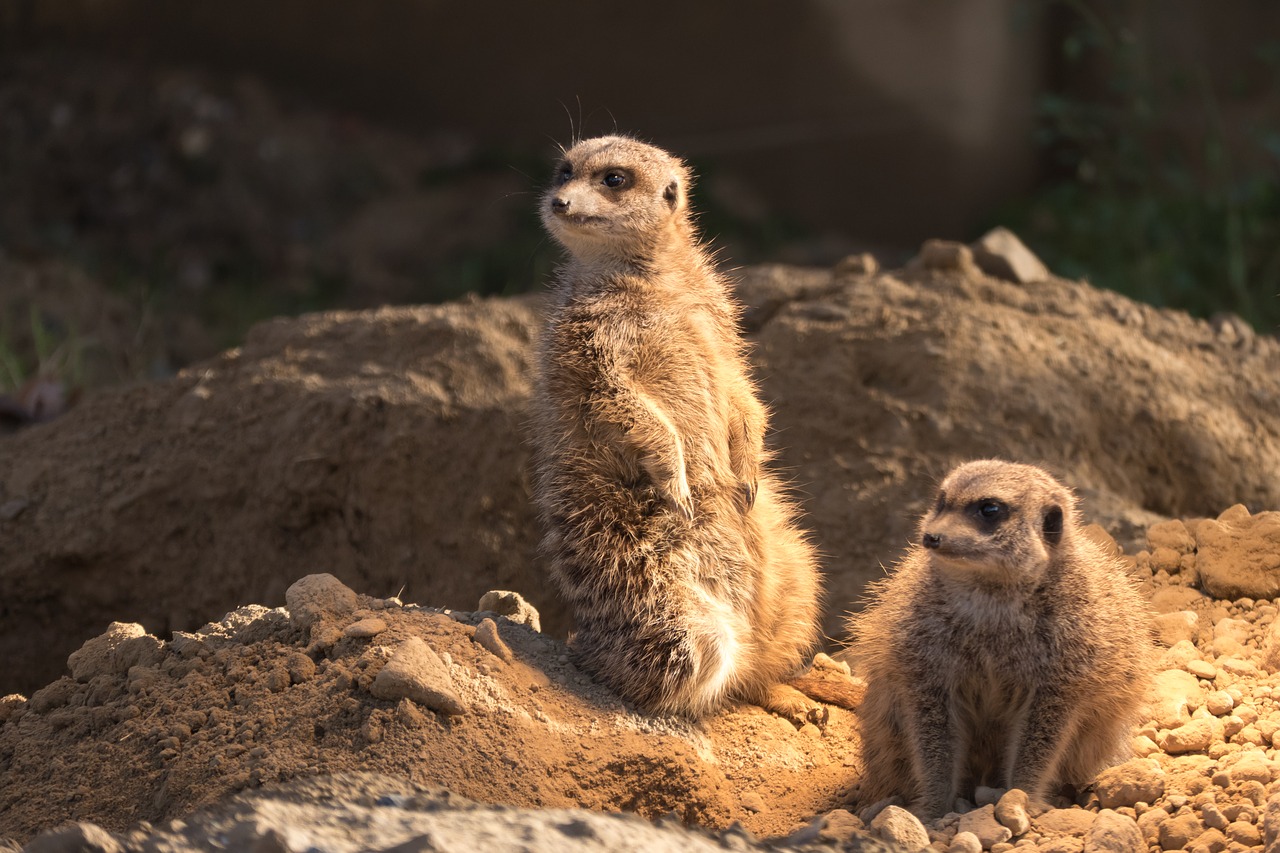 Meerkat, Zoologijos Sodas, Gyvūnai, Gamta, Mielas, Saldus, Nemokamos Nuotraukos,  Nemokama Licenzija