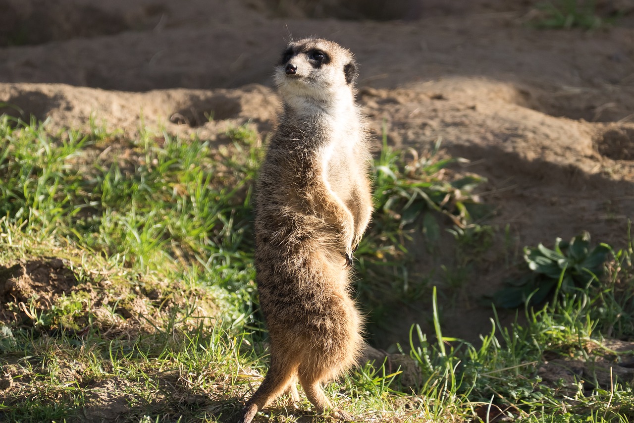 Meerkat, Zoologijos Sodas, Gamta, Gyvūnas, Įdomu, Mažas, Mielas, Saldus, Nemokamos Nuotraukos,  Nemokama Licenzija