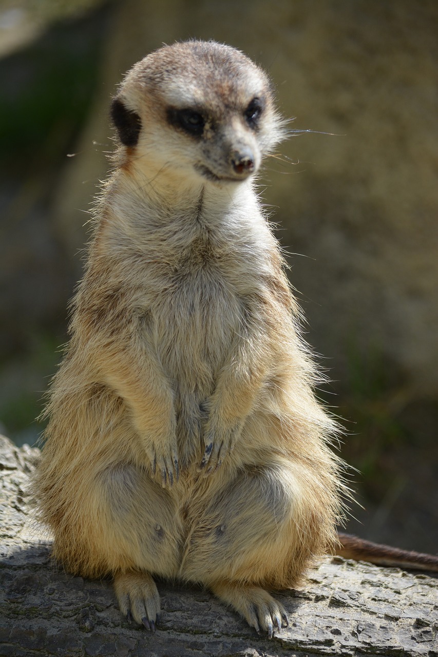 Meerkat, Gyvūnas, Apsauga, Mielas, Budrus, Signalizacija, Vadovas, Tiergarten, Zoologijos Sodas, Įdomu