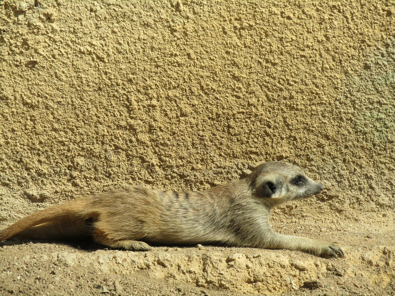 Meerkat, Zoologijos Sodas, Žinduolis, Gyvūnas, Nemokamos Nuotraukos,  Nemokama Licenzija