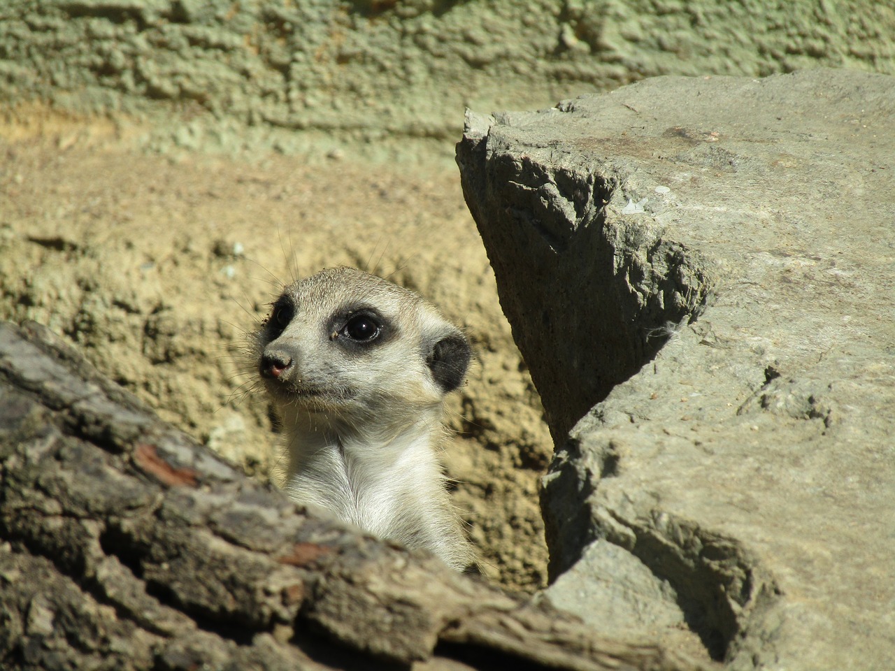 Meerkat, Žinduolis, Zoologijos Sodas, Mielas, Galva, Nemokamos Nuotraukos,  Nemokama Licenzija