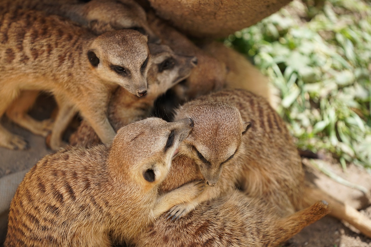 Meerkat, Žinduolis, Zoologijos Sodas, Mielas, Laukinės Gamtos Fotografija, Įdomu, Orda, Šeimos, Pelėja, Žaisti