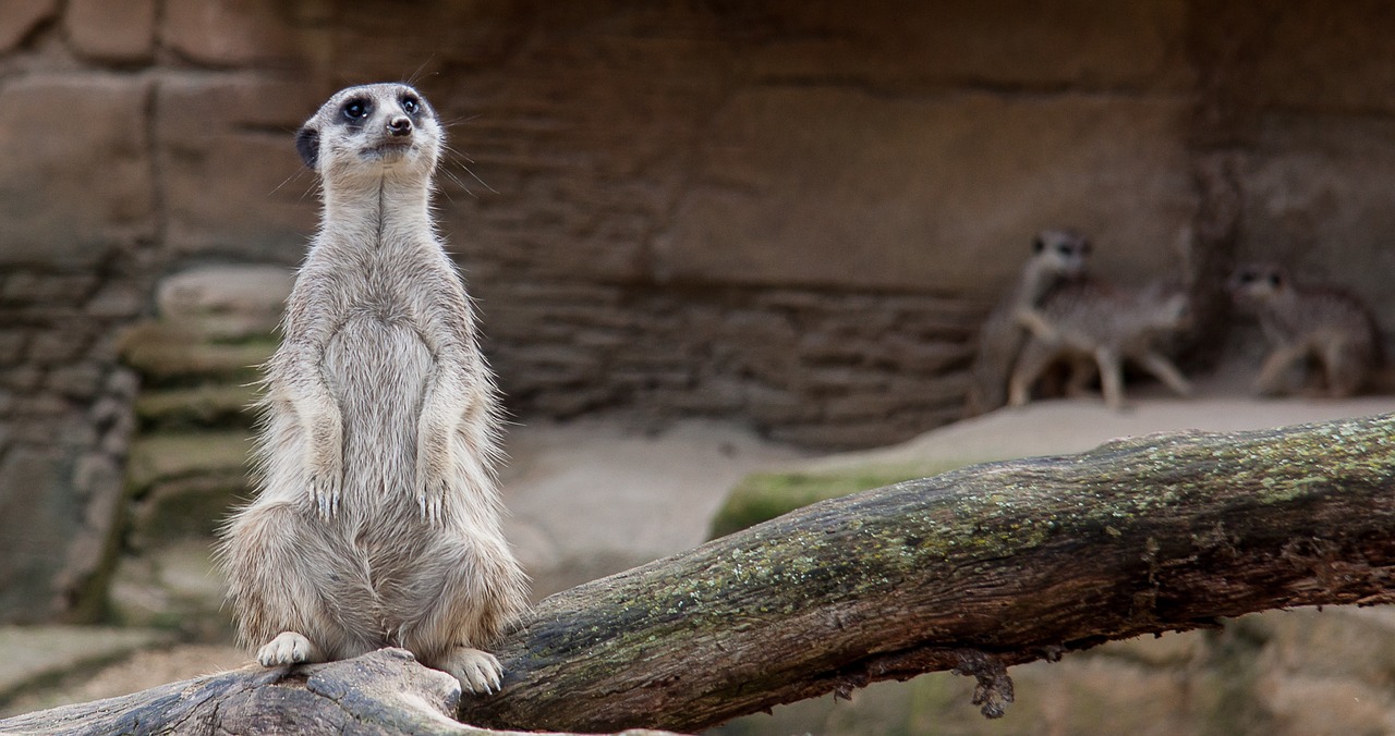 Meerkat, Zoologijos Sodas, Įdomu, Žiūrėti, Gyvūnas, Nemokamos Nuotraukos,  Nemokama Licenzija