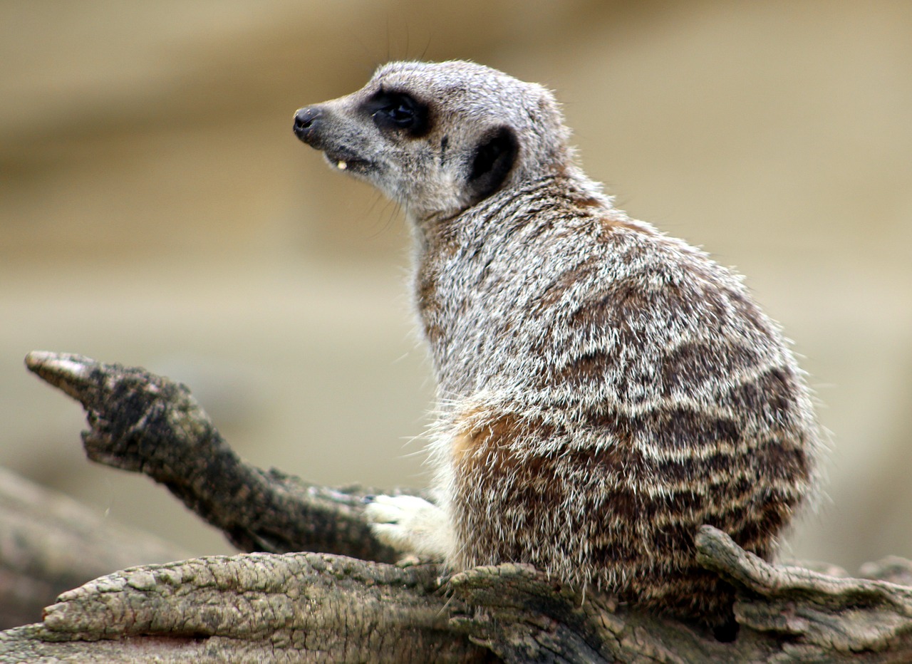 Meerkat, Gyvūnas, Zoologijos Sodas, Laukinė Gamta, Nemokamos Nuotraukos,  Nemokama Licenzija