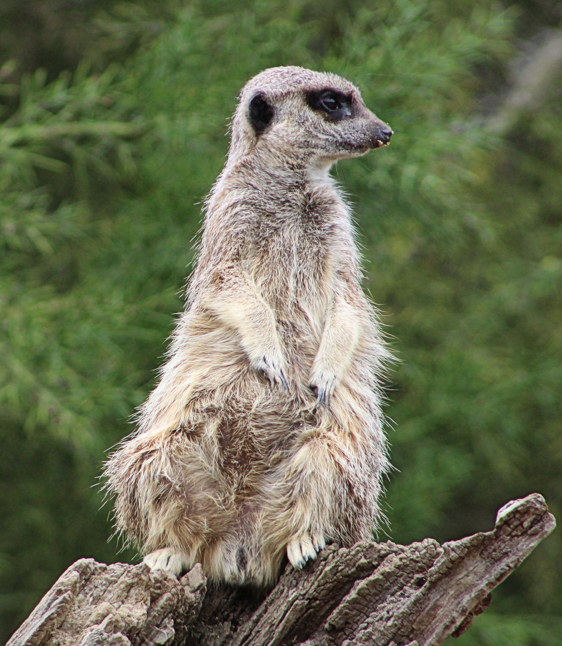 Meerkat, Gyvūnas, Zoologijos Sodas, Laukinė Gamta, Nemokamos Nuotraukos,  Nemokama Licenzija