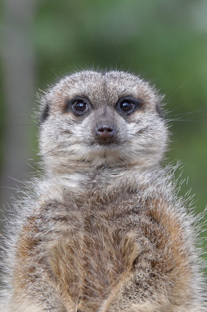 Meerkat, Gyvūnas, Afrika, Laukinė Gamta, Suricata, Afrikos, Surinkti, Nemokamos Nuotraukos,  Nemokama Licenzija