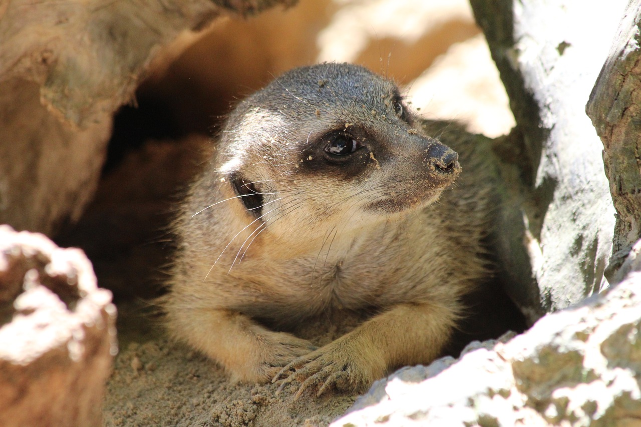 Meerkat, Zoologijos Sodas, Laukiniai, Žinduolis, Nemokamos Nuotraukos,  Nemokama Licenzija