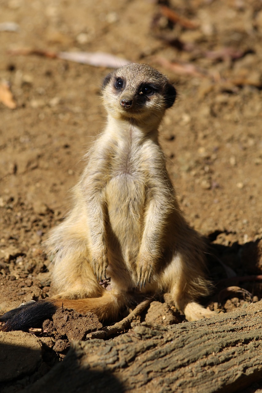 Meerkat, Žinduolis, Zoologijos Sodas, Nemokamos Nuotraukos,  Nemokama Licenzija