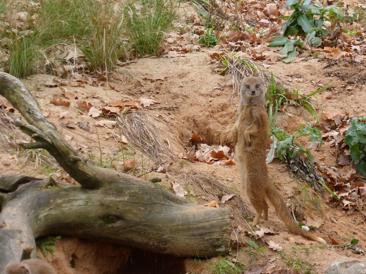 Meerkat, Gyvūnas, Gamta, Nemokamos Nuotraukos,  Nemokama Licenzija