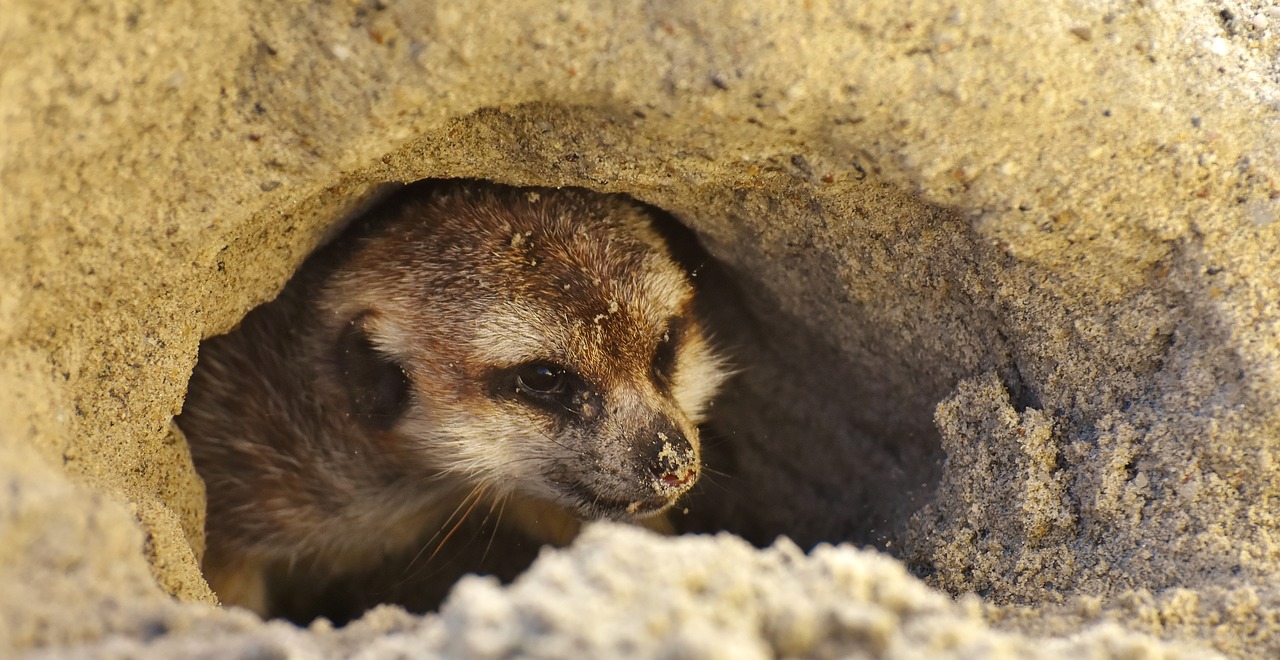 Meerkat, Mielas, Įdomu, Gyvūnas, Gamta, Žinduolis, Laukinės Gamtos Fotografija, Zoologijos Sodas, Portretas, Saldus