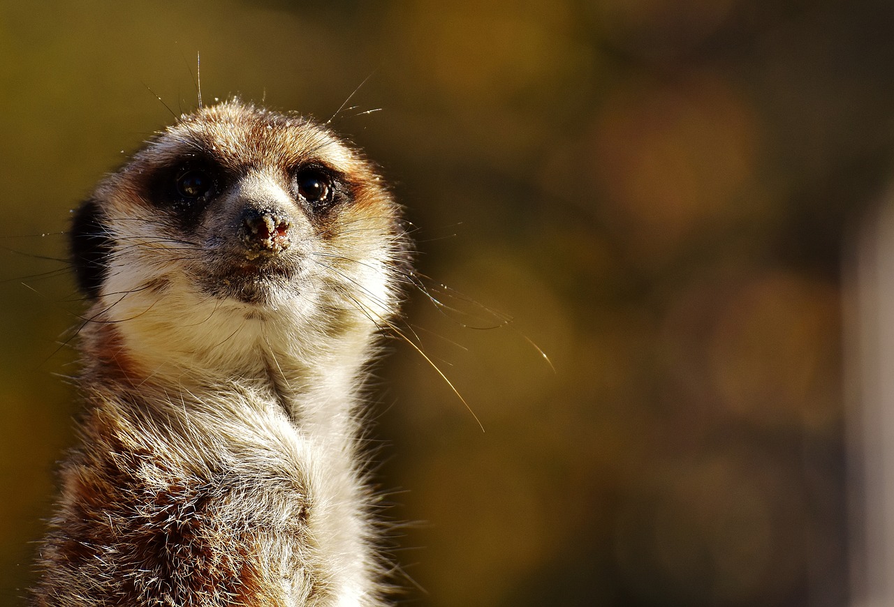 Meerkat, Mielas, Įdomu, Gyvūnas, Gamta, Žinduolis, Laukinės Gamtos Fotografija, Zoologijos Sodas, Portretas, Saldus