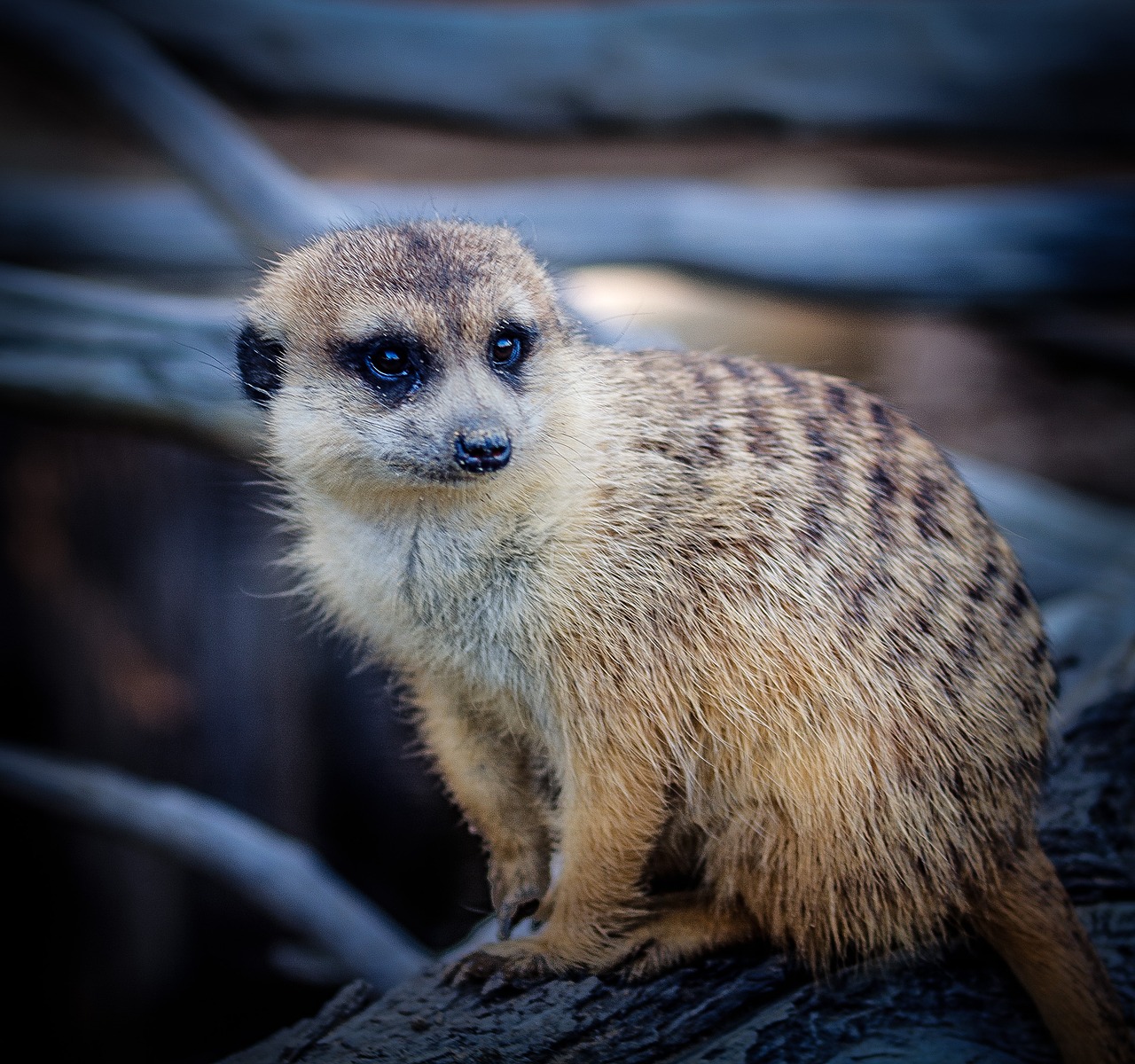 Meerkat, Dryžuota Mongoze, Surinkti, Šypsena, Afrika, Ruda, Laukinė Gamta, Kailis, Nemokamos Nuotraukos,  Nemokama Licenzija