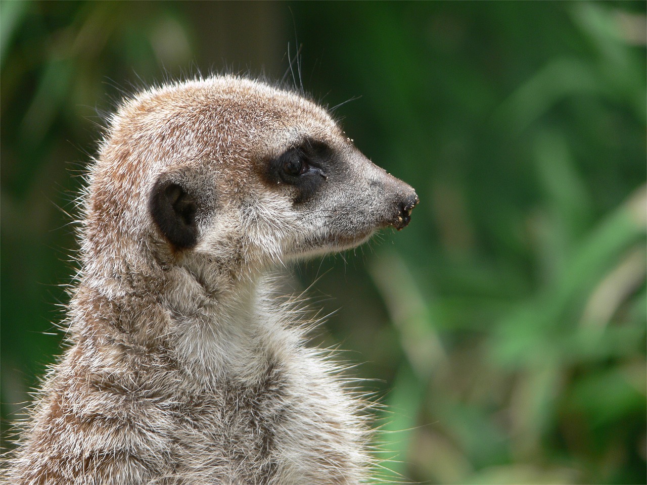 Meerkat, Gyvūnas, Gamta, Įdomu, Mažas, Mielas, Saldus, Apsauga, Vienišas, Sėdėti