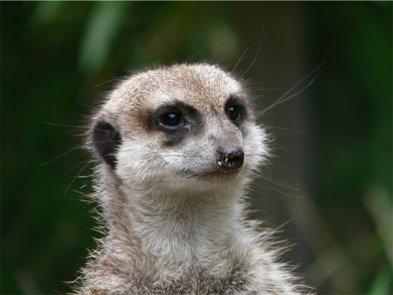 Meerkat, Žinduolis, Plėšrūnas, Įdomu, Gamta, Laukinės Gamtos Fotografija, Mielas, Budrus, Nemokamos Nuotraukos,  Nemokama Licenzija