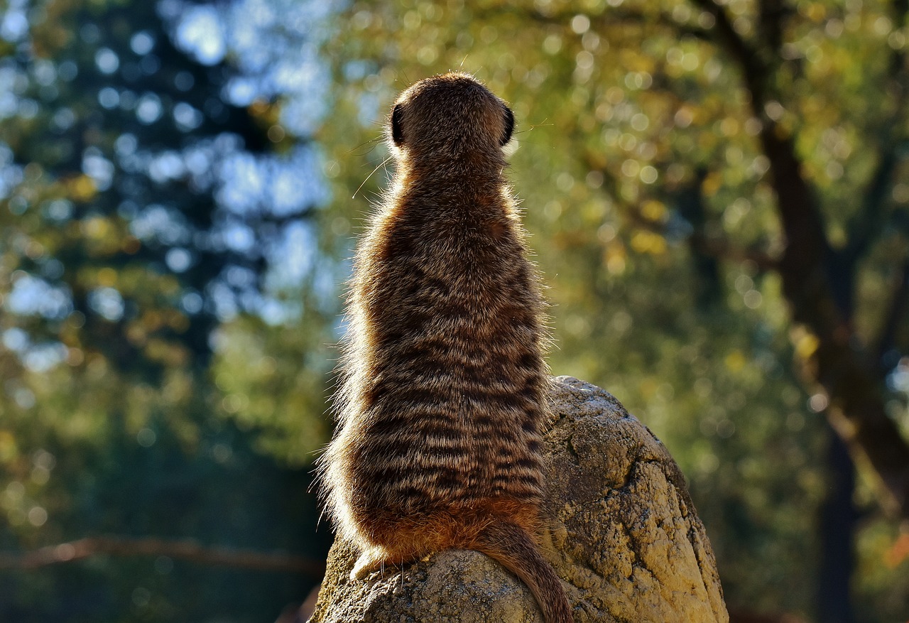 Meerkat, Mielas, Įdomu, Gyvūnas, Gamta, Žinduolis, Laukinės Gamtos Fotografija, Zoologijos Sodas, Portretas, Saldus