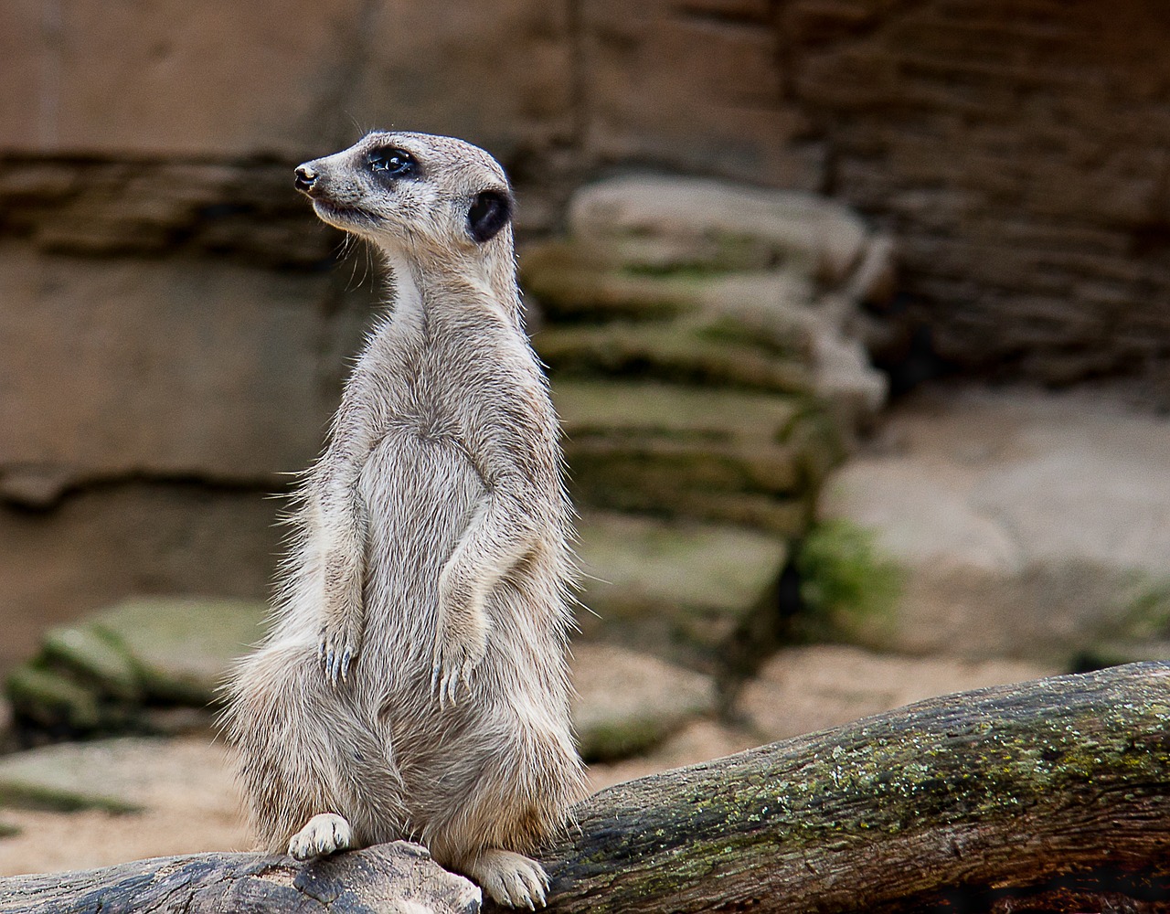 Meerkat, Gyvūnas, Zoologijos Sodas, Apsauga, Mielas, Nemokamos Nuotraukos,  Nemokama Licenzija