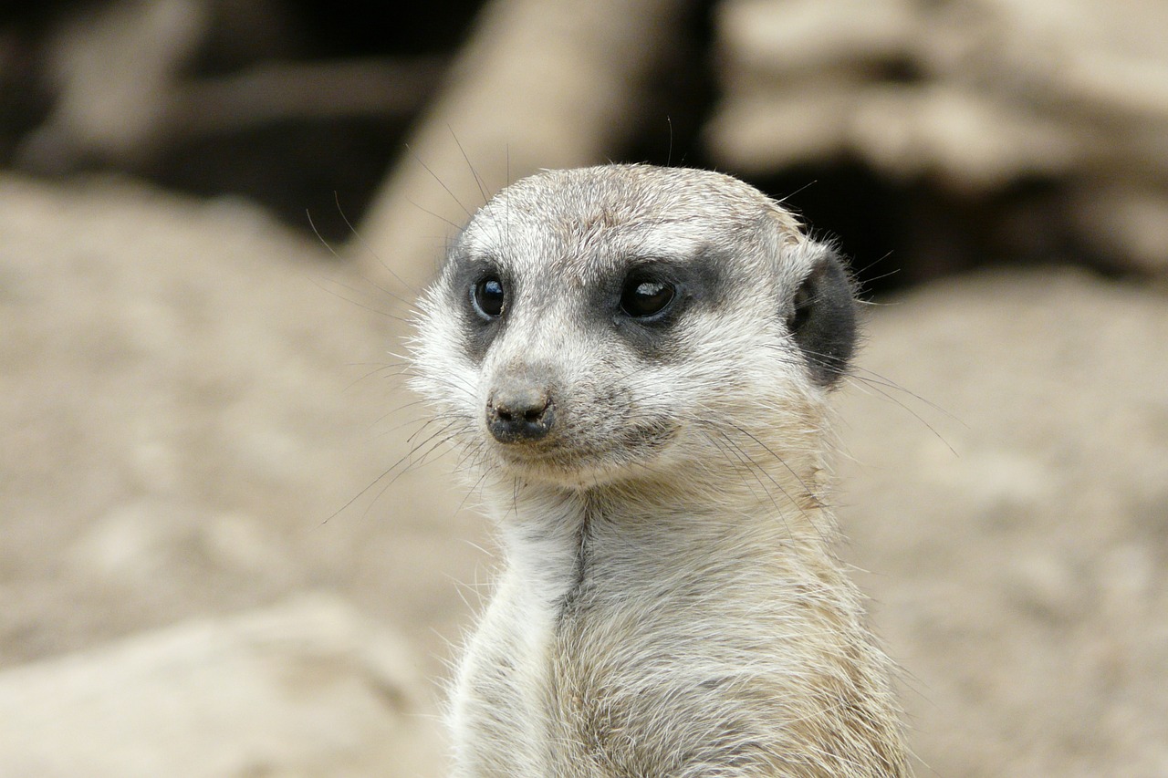 Meerkat, Zoologijos Sodas, Gyvūnas, Nemokamos Nuotraukos,  Nemokama Licenzija