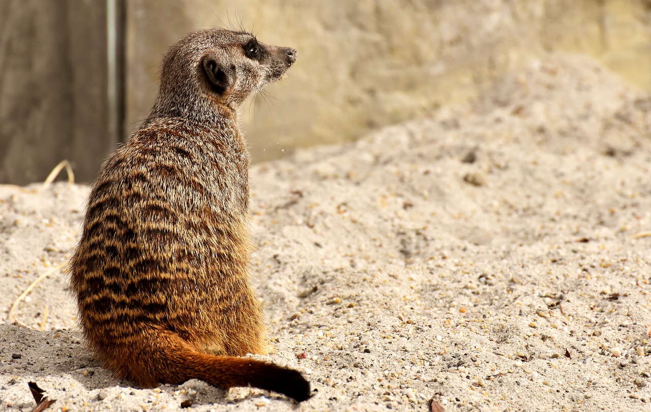 Meerkat,  Gyvūnas,  Pobūdį,  Zoo,  Tiergarten,  Mažas,  Kailiai,  Mielas,  Žinduolis,  Žavus