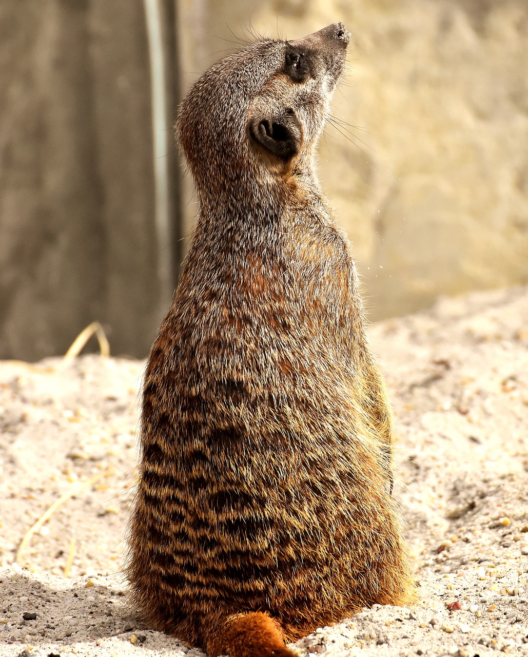 Meerkat,  Gyvūnas,  Pobūdį,  Zoo,  Tiergarten,  Mažas,  Kailiai,  Mielas,  Žinduolis,  Žavus