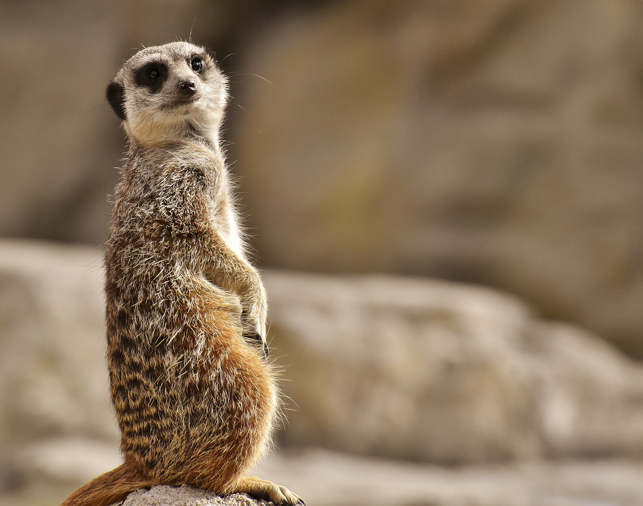 Meerkat,  Gyvūnas,  Pobūdį,  Zoo,  Tiergarten,  Mažas,  Kailiai,  Mielas,  Žinduolis,  Žavus