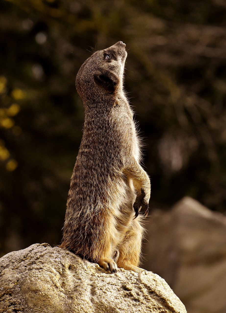 Meerkat,  Gyvūnas,  Pobūdį,  Zoo,  Tiergarten,  Mažas,  Kailiai,  Mielas,  Žinduolis,  Žavus