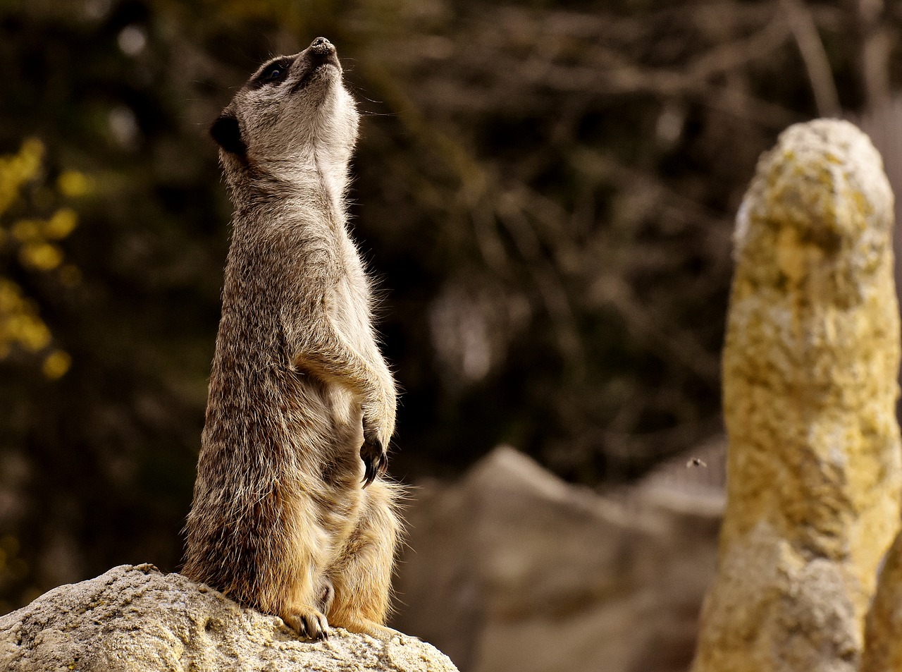 Meerkat,  Gyvūnas,  Pobūdį,  Zoo,  Tiergarten,  Mažas,  Kailiai,  Mielas,  Žinduolis,  Žavus