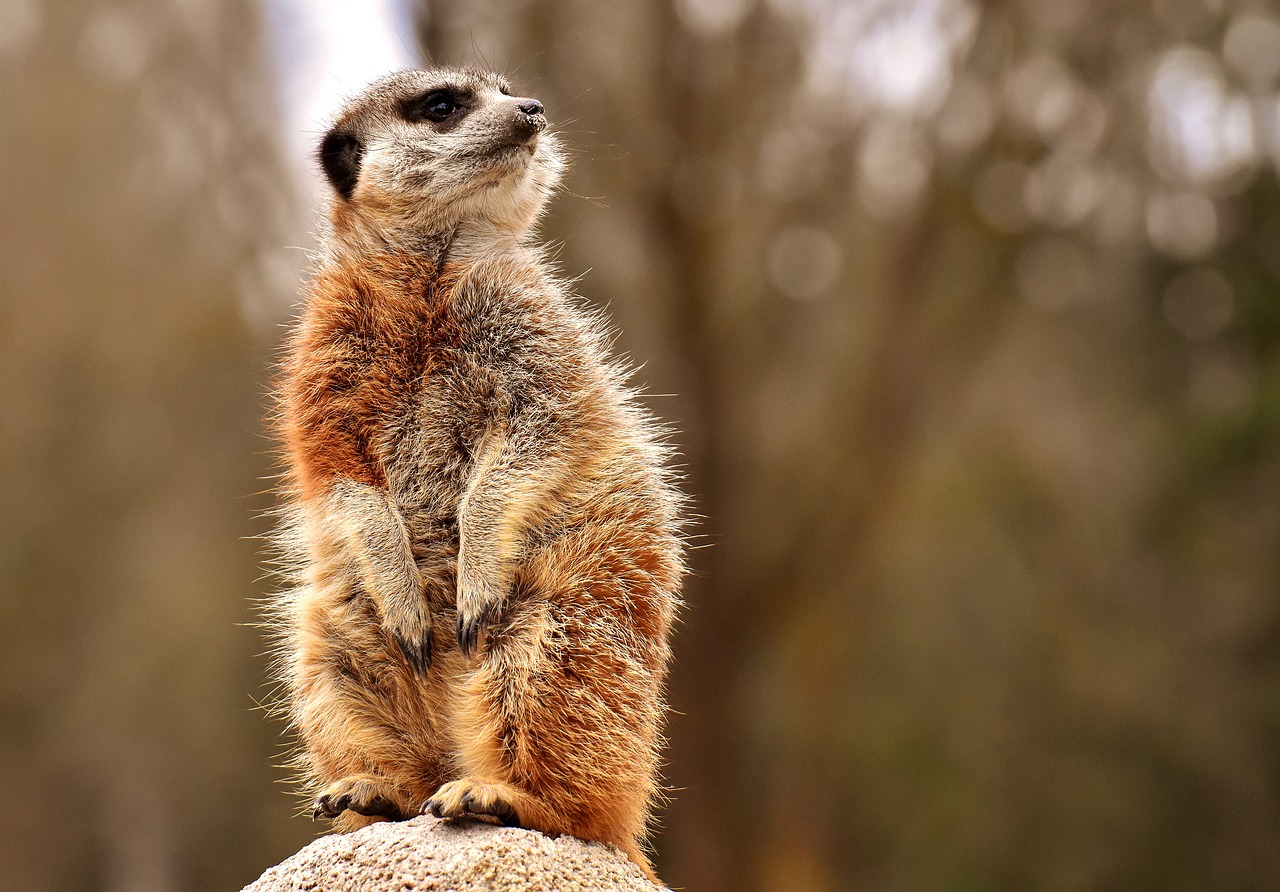 Meerkat,  Gyvūnas,  Pobūdį,  Zoo,  Tiergarten,  Mažas,  Kailiai,  Mielas,  Žinduolis,  Žavus