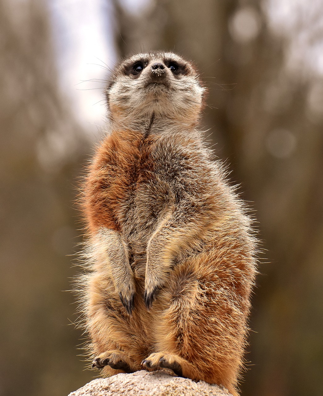 Meerkat,  Gyvūnas,  Tiergarten,  Kailiai,  Mielas,  Žinduolis,  Žavus,  Gyvūnijos Pasaulyje,  Saldus, Nemokamos Nuotraukos