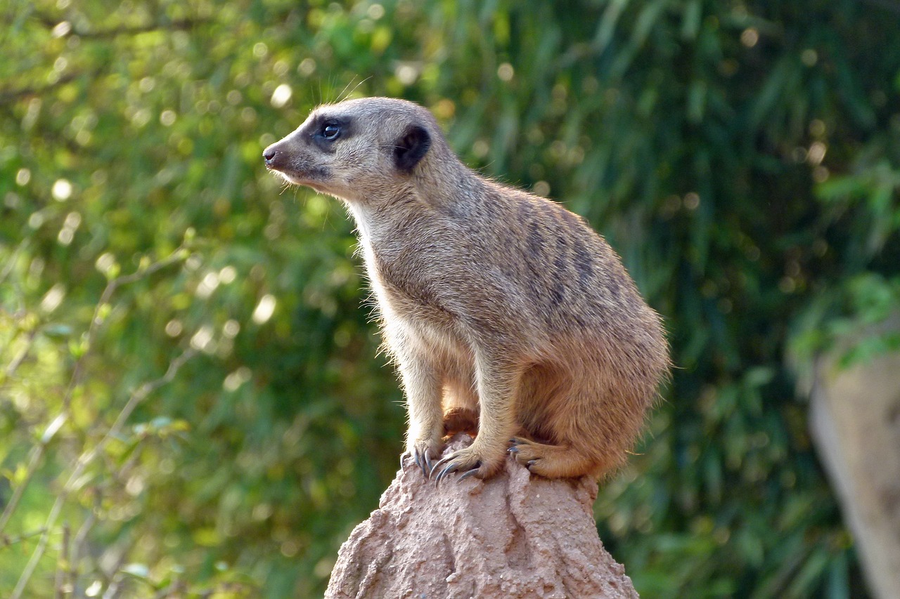 Meerkat,  Zoo,  Gyvūnas,  Gamta, Nemokamos Nuotraukos,  Nemokama Licenzija