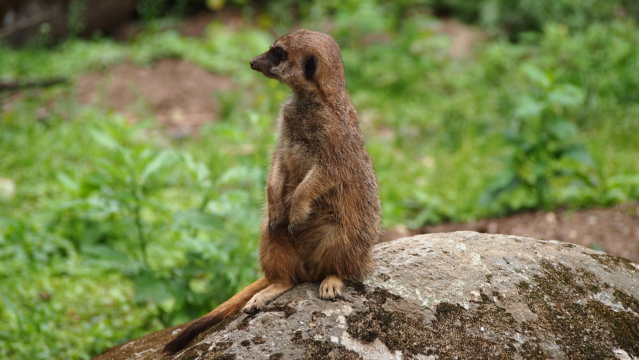 Meerkat,  Zoo,  Gyvūnai,  Pobūdį,  Zoo,  Smalsu,  Saldus,  Ausschau,  Budrūs,  Sėdėti