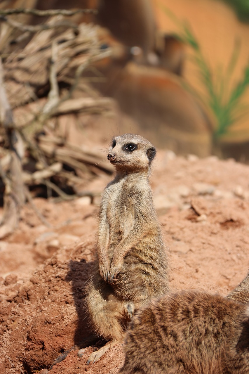 Meerkat,  Smalsu,  Zoo,  Gyvūnas,  Žinduolis, Nemokamos Nuotraukos,  Nemokama Licenzija