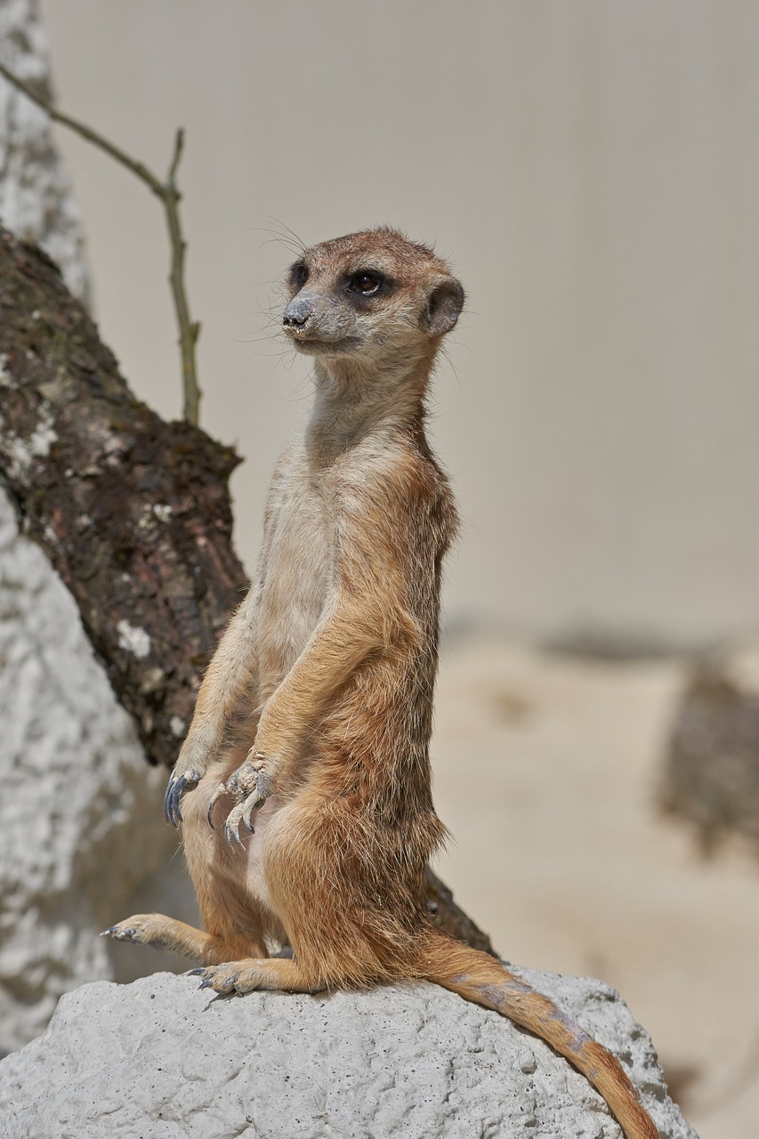 Meerkat,  Žiūrėti,  Apsauga,  Žinduolis,  Vadovas,  Mielas,  Dėmesio,  Sėdėti,  Ausschau, Nemokamos Nuotraukos