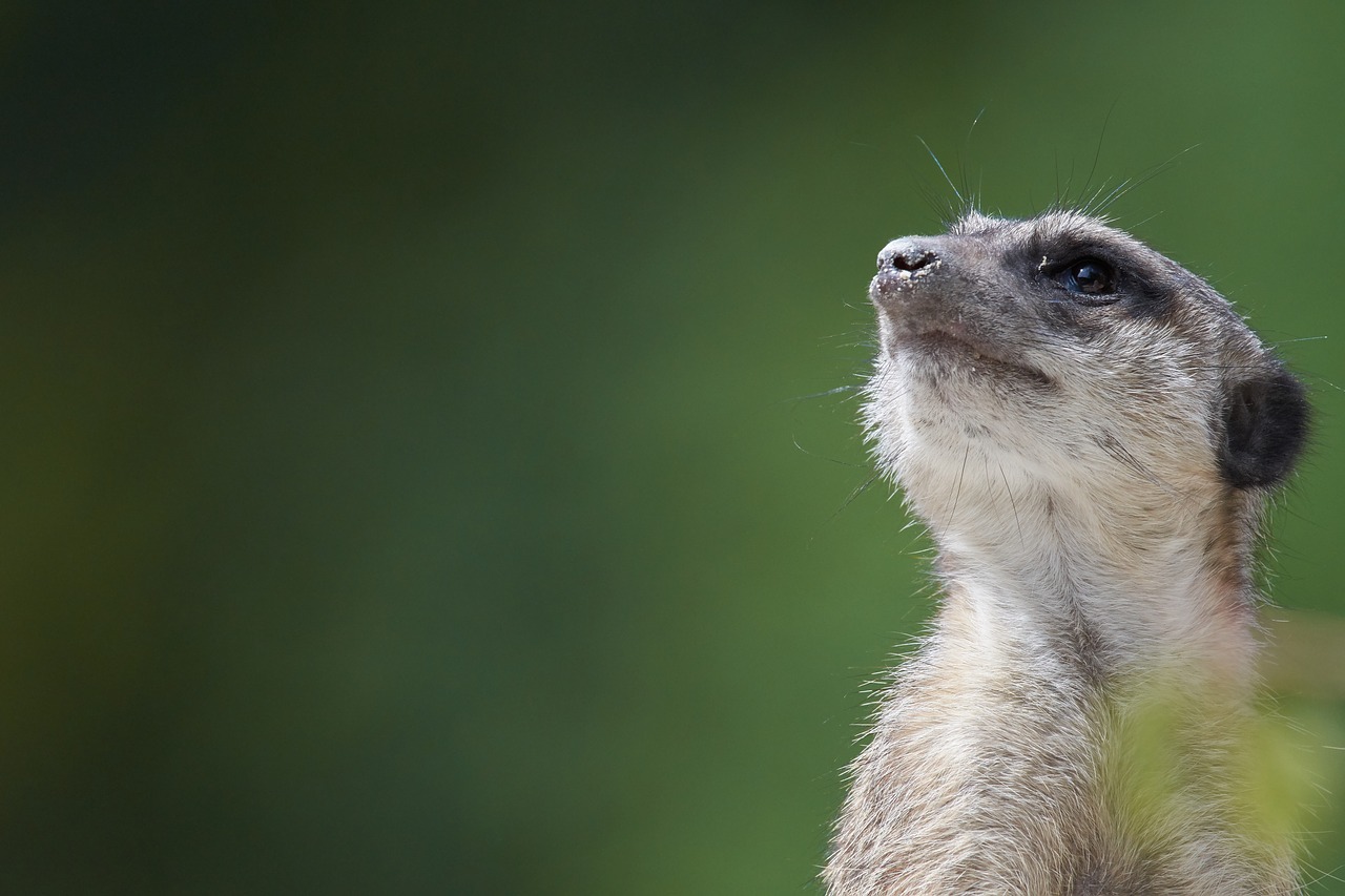 Meerkat,  Žiūrėti,  Apsauga,  Žinduolis,  Vadovas,  Mielas,  Dėmesio,  Sėdėti,  Ausschau, Nemokamos Nuotraukos