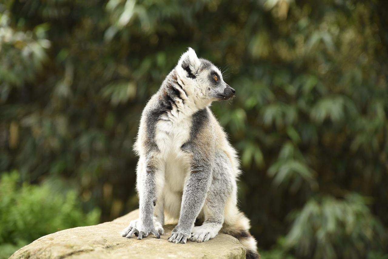 Meerkat,  Beždžionė,  Zoo,  Gyvūnai,  Gyvūnas, Nemokamos Nuotraukos,  Nemokama Licenzija