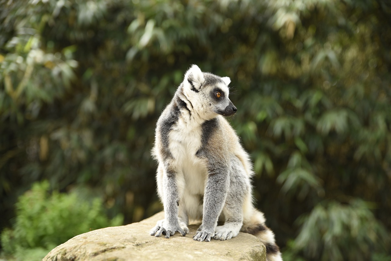 Meerkat,  Beždžionė,  Zoo,  Gyvūnai,  Gyvūnas, Nemokamos Nuotraukos,  Nemokama Licenzija