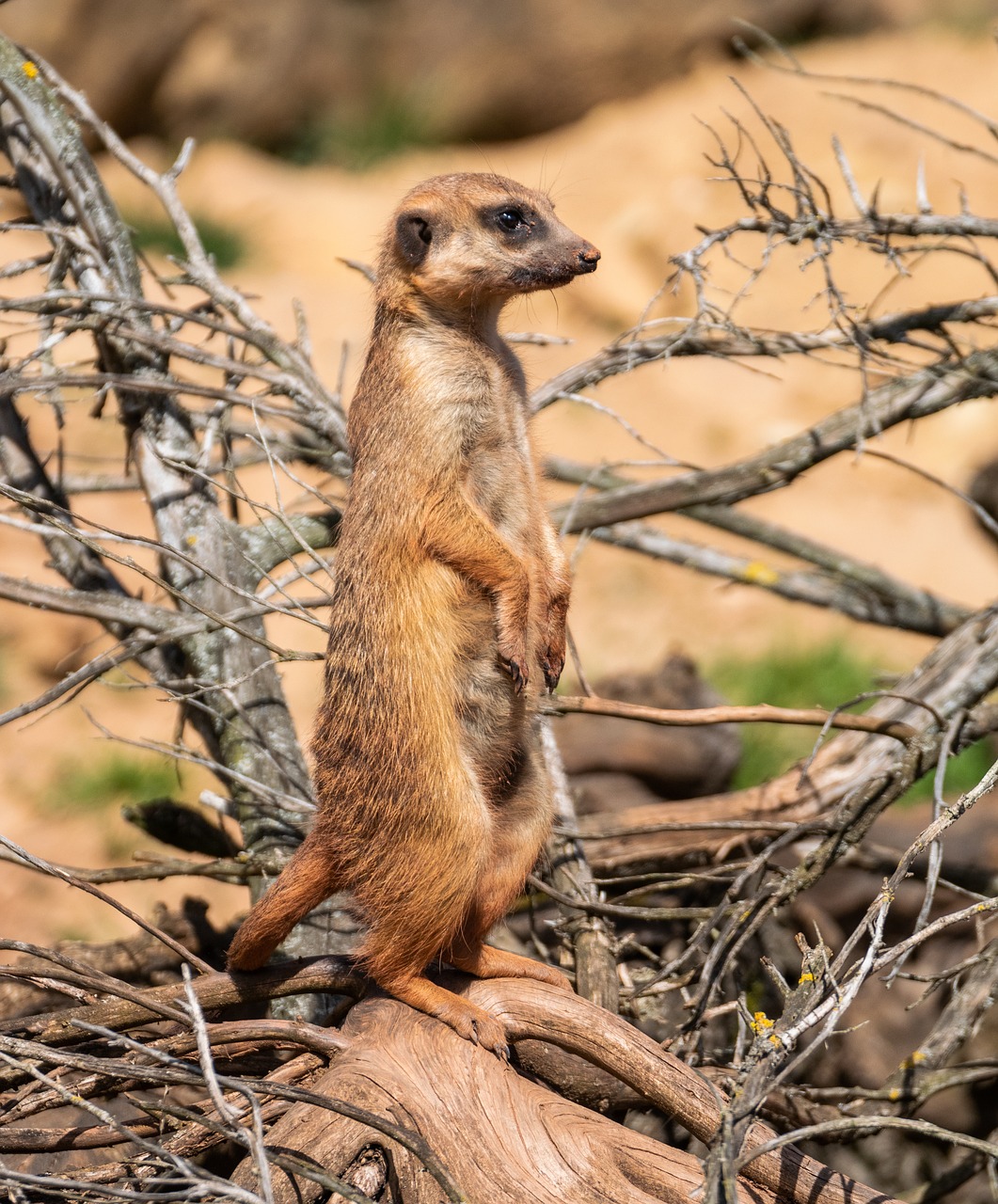 Meerkat,  Gyvūnas,  Zoo,  Mielas,  Saldus,  Mažas,  Pobūdį,  Gyvūnijos Pasaulyje, Nemokamos Nuotraukos,  Nemokama Licenzija