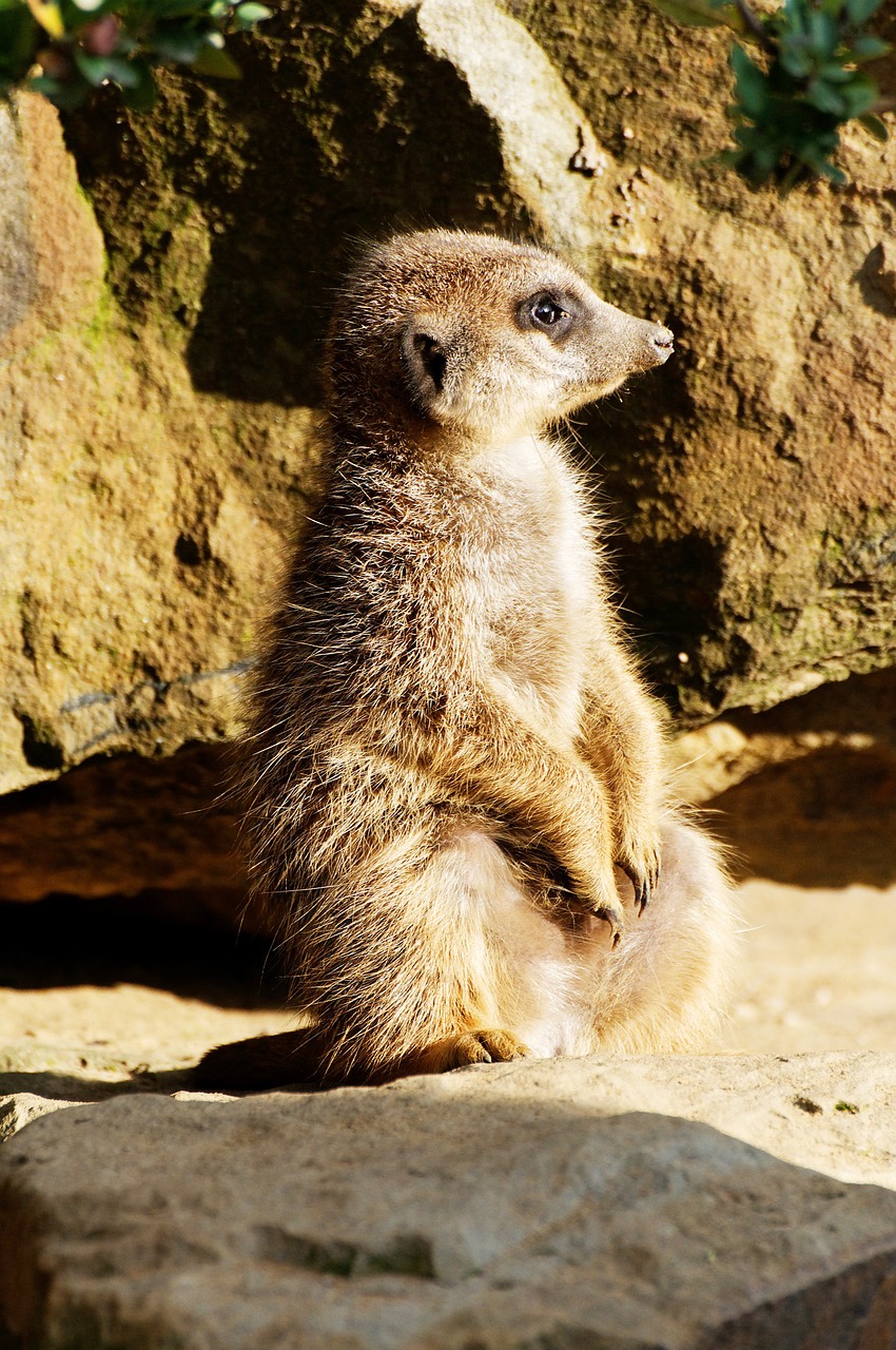 Meerkat, Rokas, Sėdi, Vakaro Saulė, Gaubtas, Gyvūnas, Zoologijos Sodas, Nemokamos Nuotraukos,  Nemokama Licenzija