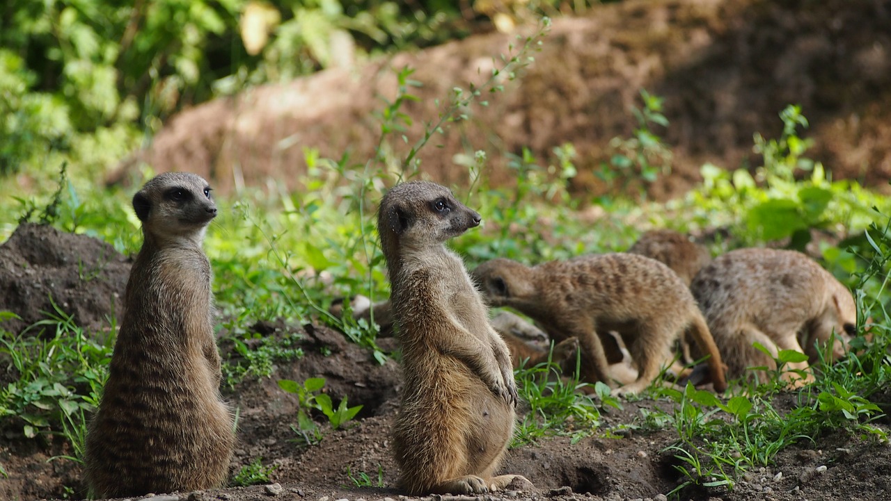 Meerkat,  Apsauga,  Mielas,  Smalsu,  Žinduolis,  Gyvūnų,  Žiūrėti,  Zoo,  Dėmesio,  Budrūs