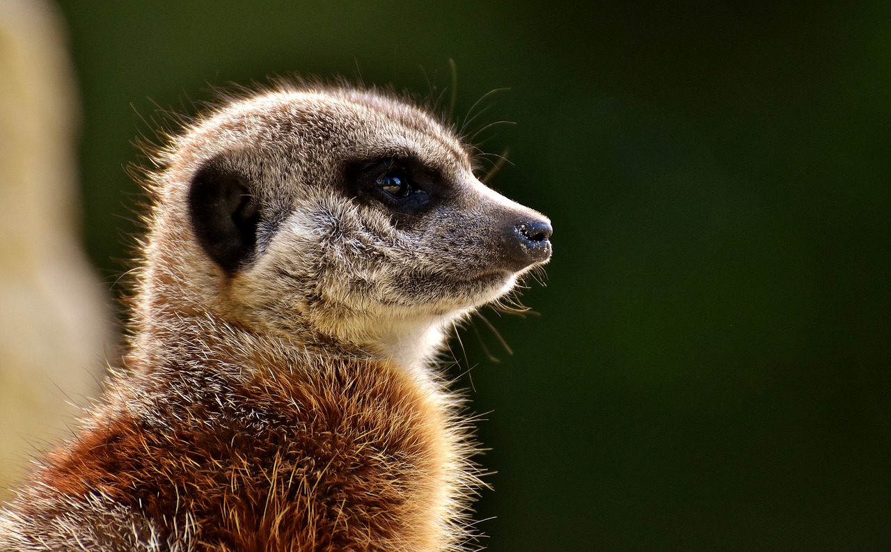 Meerkat,  Gyvūnas,  Pobūdį,  Zoo,  Tiergarten,  Mažas,  Kailiai,  Mielas,  Žinduolis,  Žavus