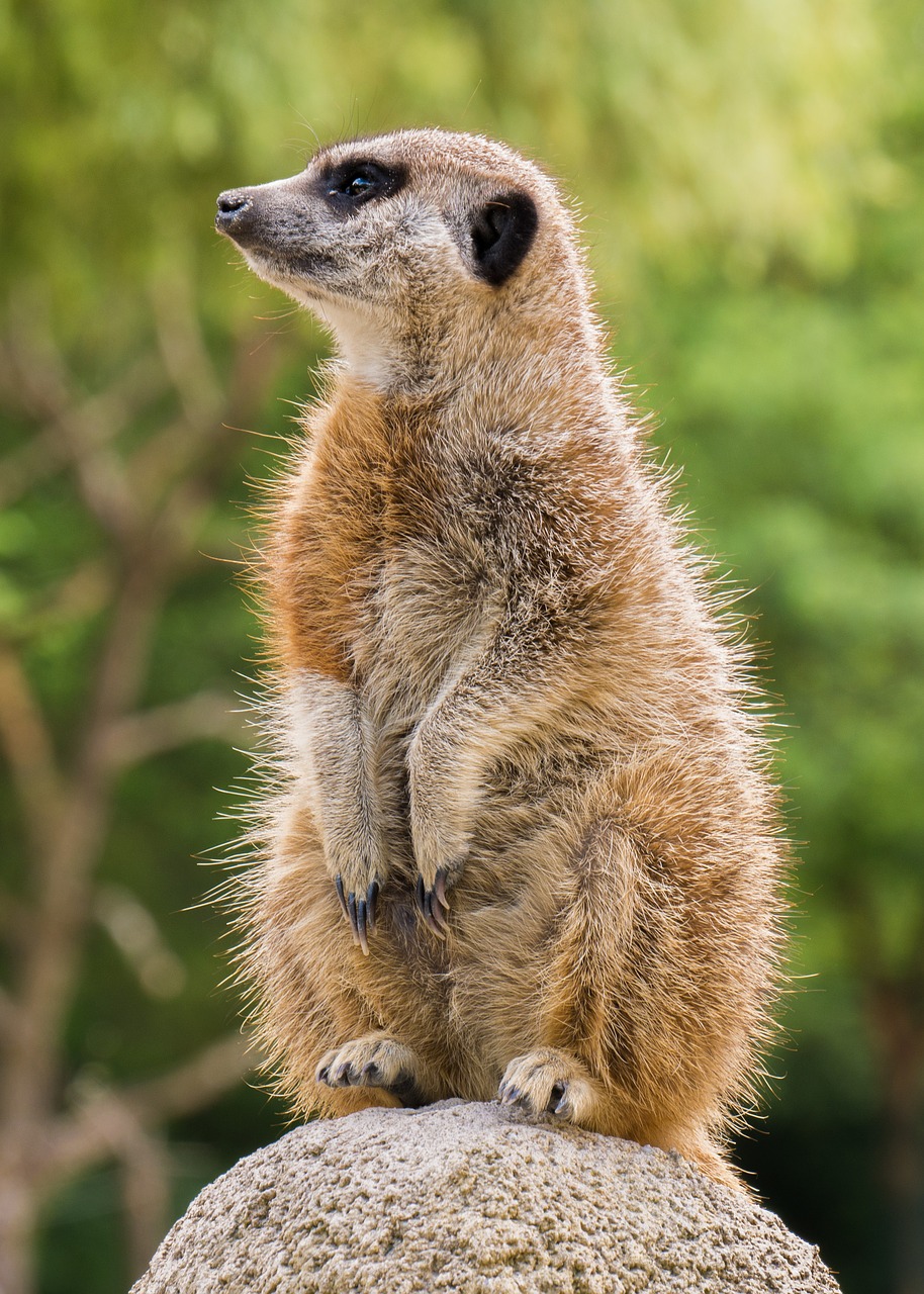 Meerkat,  Gyvūnai,  Gyvūnijos Pasaulyje, Nemokamos Nuotraukos,  Nemokama Licenzija