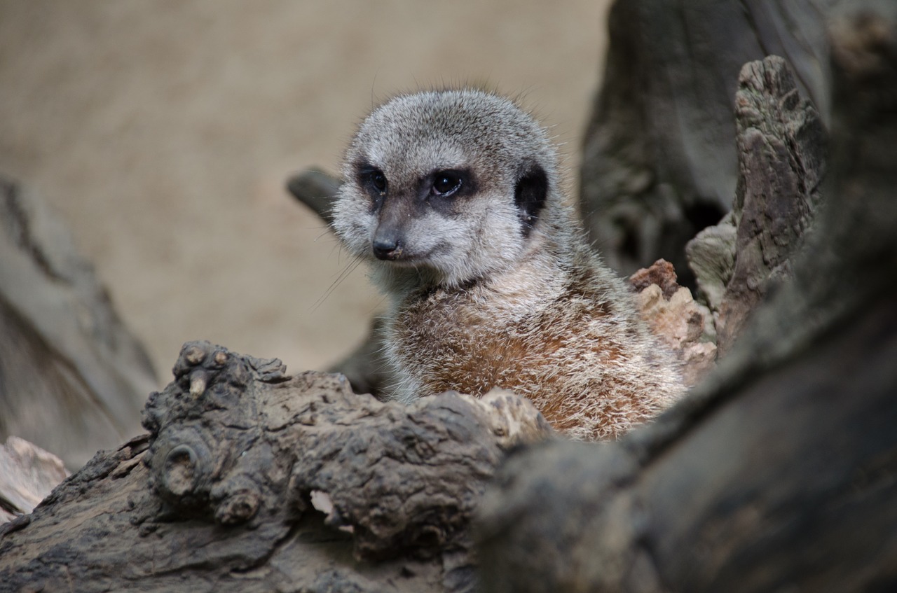 Meerkat,  Zoo,  Gyvūnai,  Žinduolis,  Pobūdį,  Mielas,  Saldus,  Tiergarten,  Kailiai,  Mažas