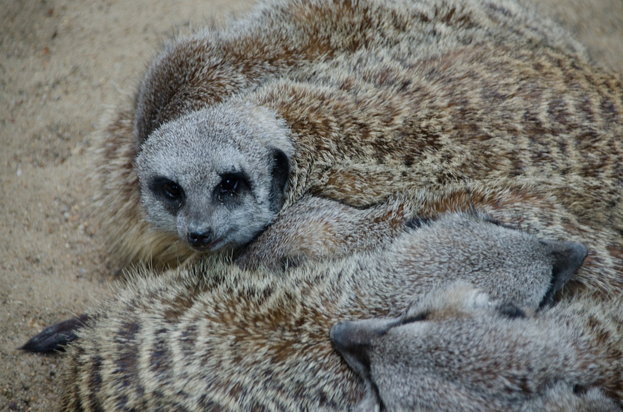 Meerkat,  Zoo,  Gyvūnai,  Žinduolis,  Pobūdį,  Mielas,  Saldus,  Tiergarten,  Kailiai,  Mažas