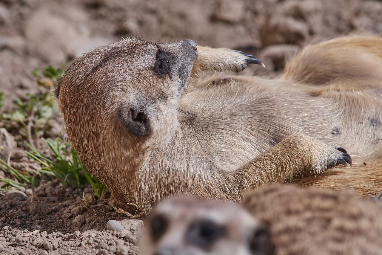 Meerkat,  Apsauga,  Mielas,  Žiūrėti,  Pobūdį,  Dėmesio,  Budrūs,  Portretas,  Kailis, Nemokamos Nuotraukos