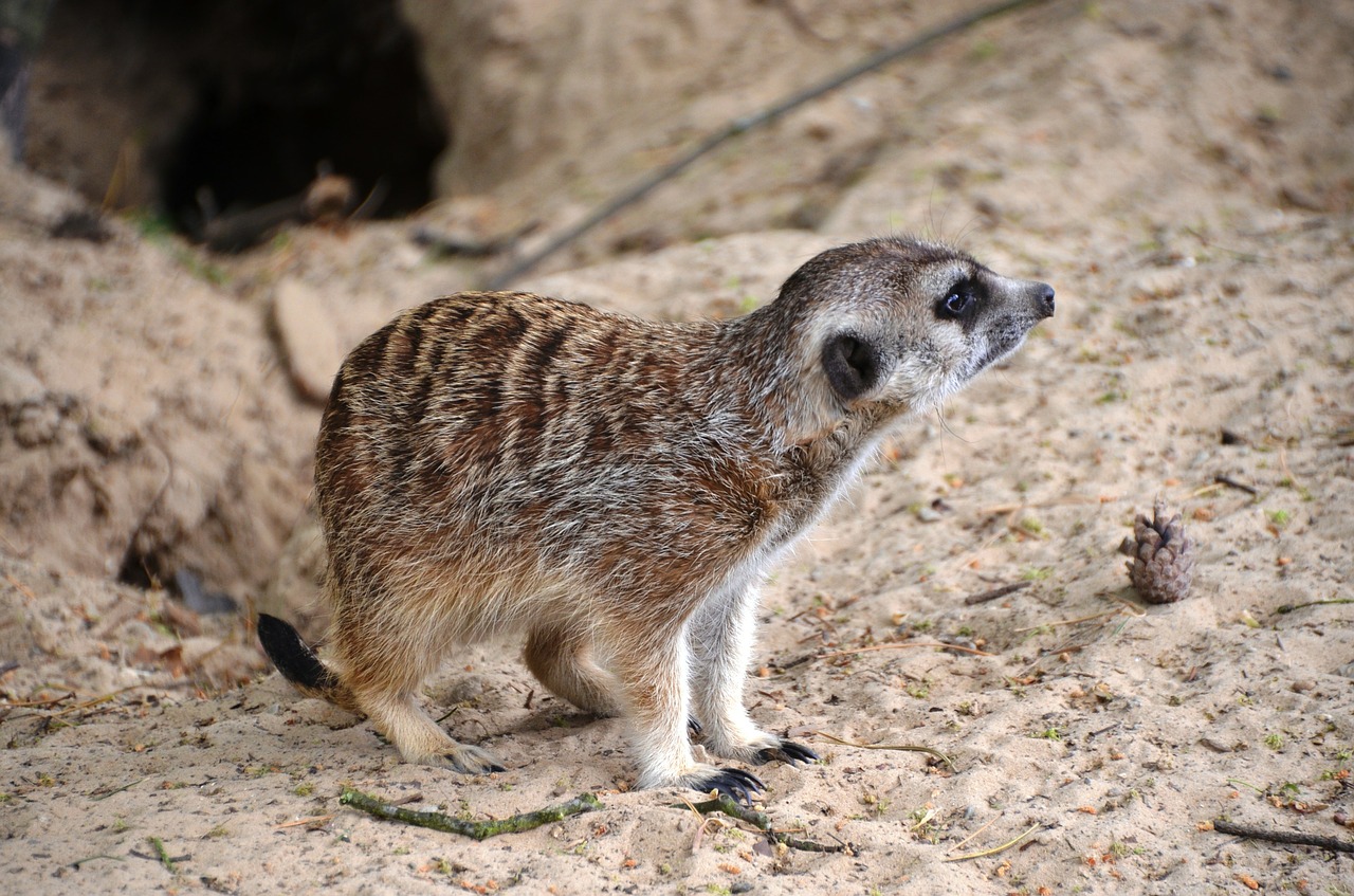 Meerkat, Suricata Suricatta, Meercat, Scharrtier, Žinduolių Rūšis, Mangoze, Herpestidae, Nemokamos Nuotraukos,  Nemokama Licenzija