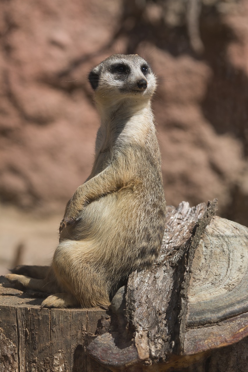 Meerkat,  Gyvūnas,  Zoologijos Sodas, Nemokamos Nuotraukos,  Nemokama Licenzija