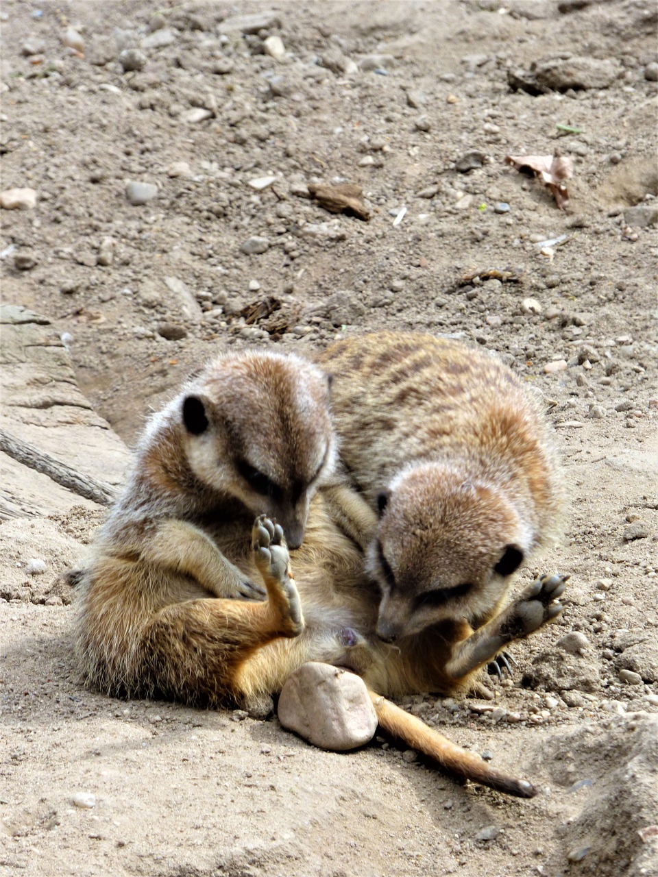 Meerkat,  Marvel,  Atrodo,  Juoktis,  Stebuklai, Nemokamos Nuotraukos,  Nemokama Licenzija